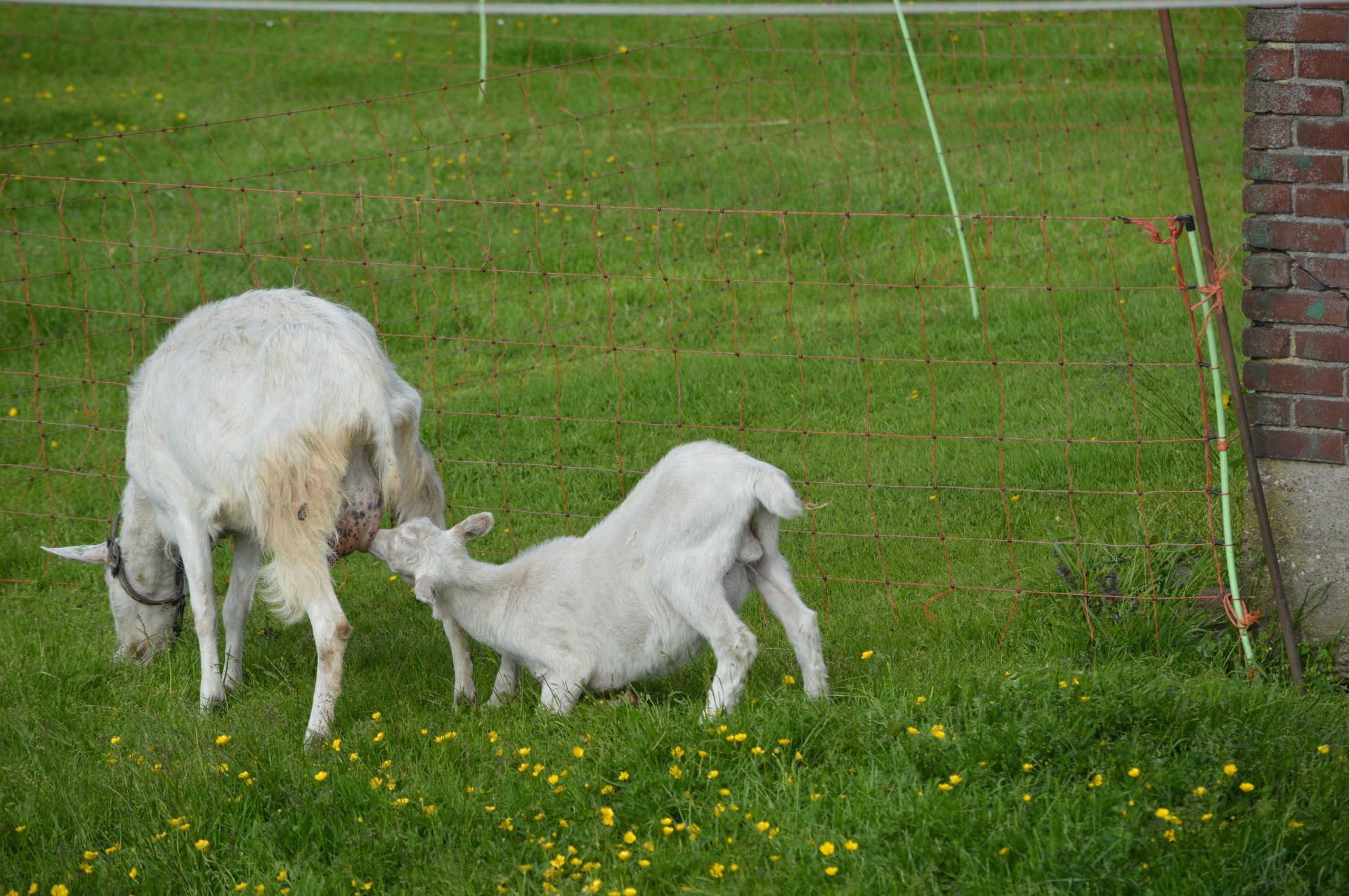 goats goat baby goat free photo