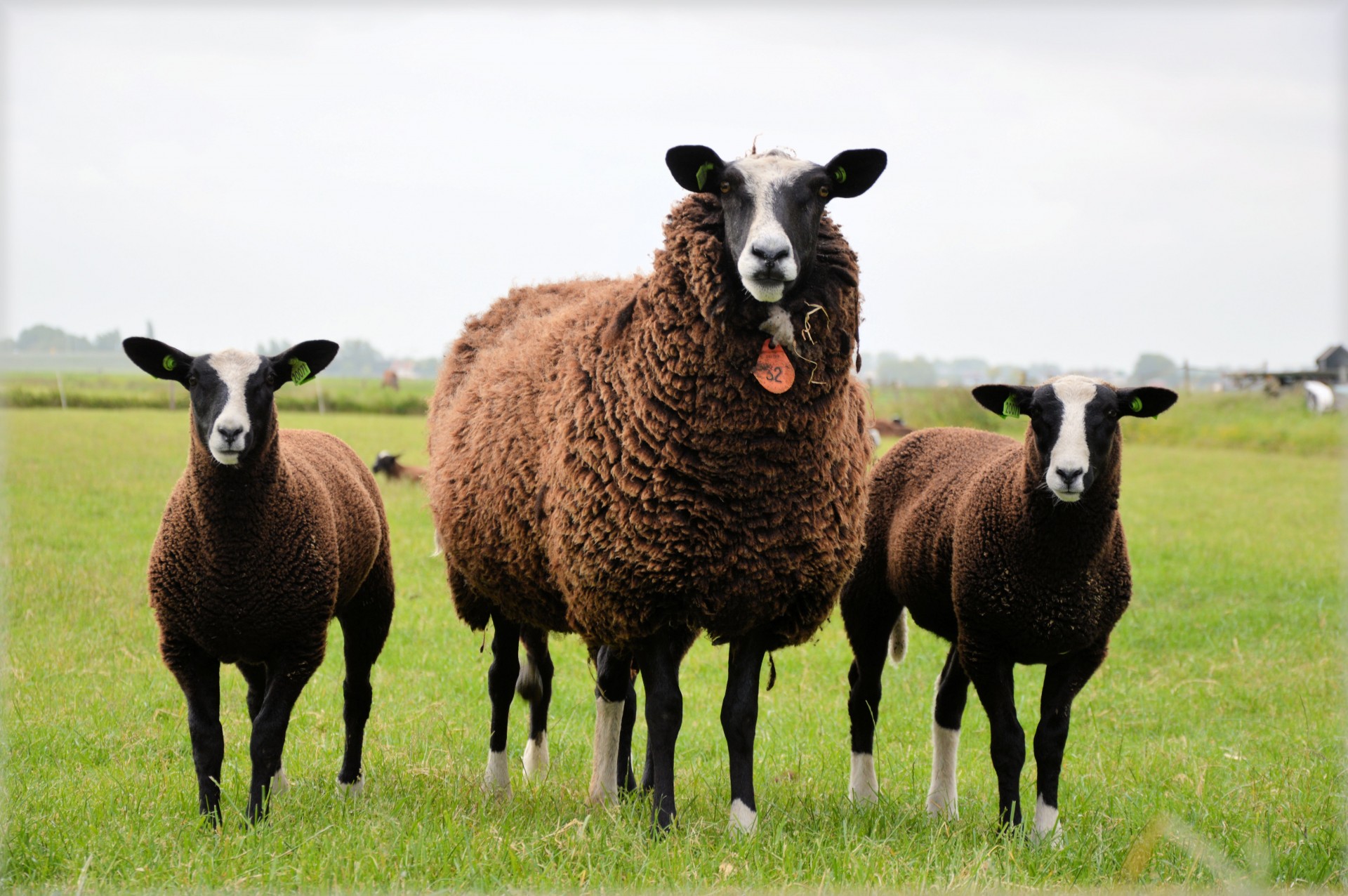 sheep lamb white free photo