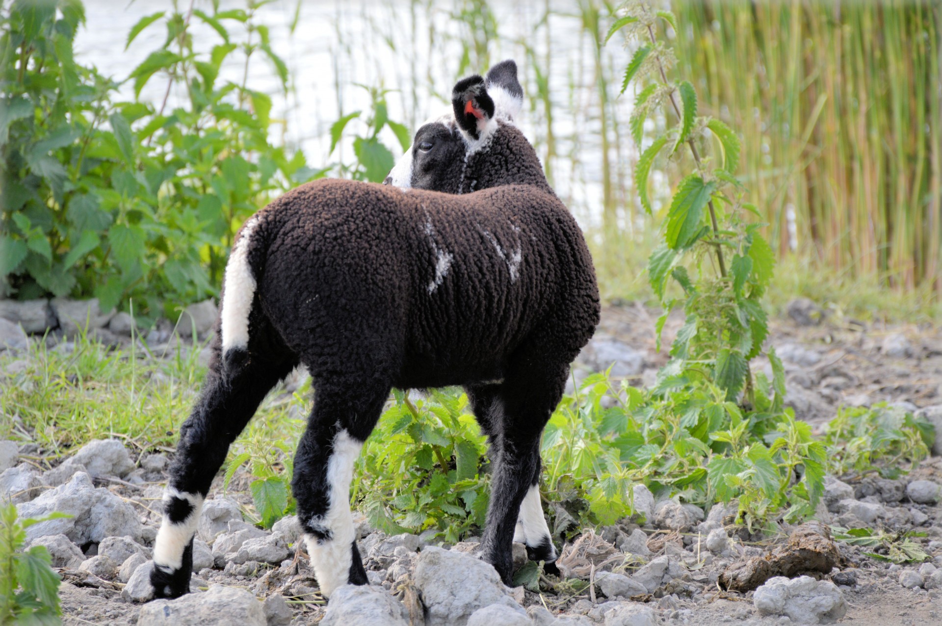 sheep lamb black free photo