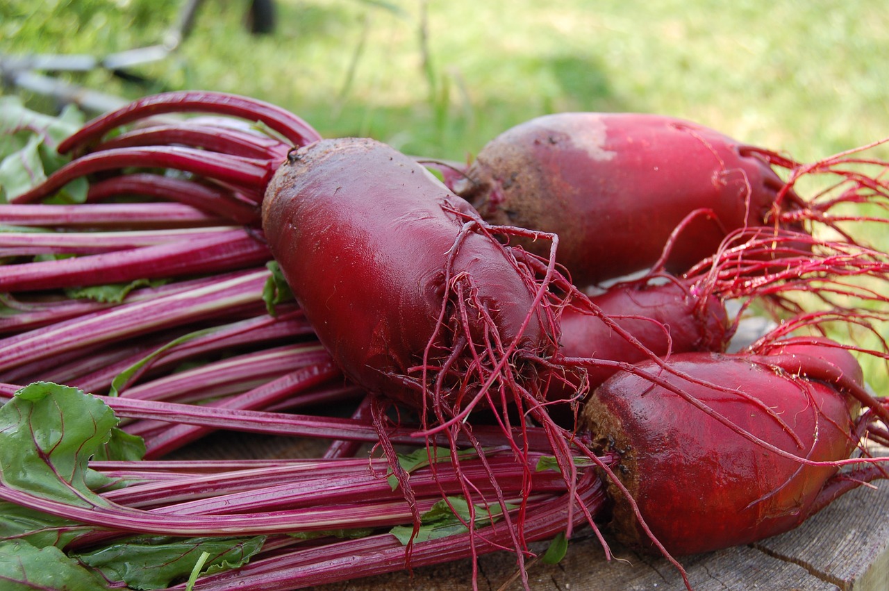 beet plant red free photo