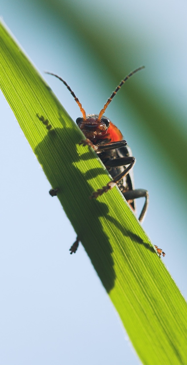 beetle macro insect free photo