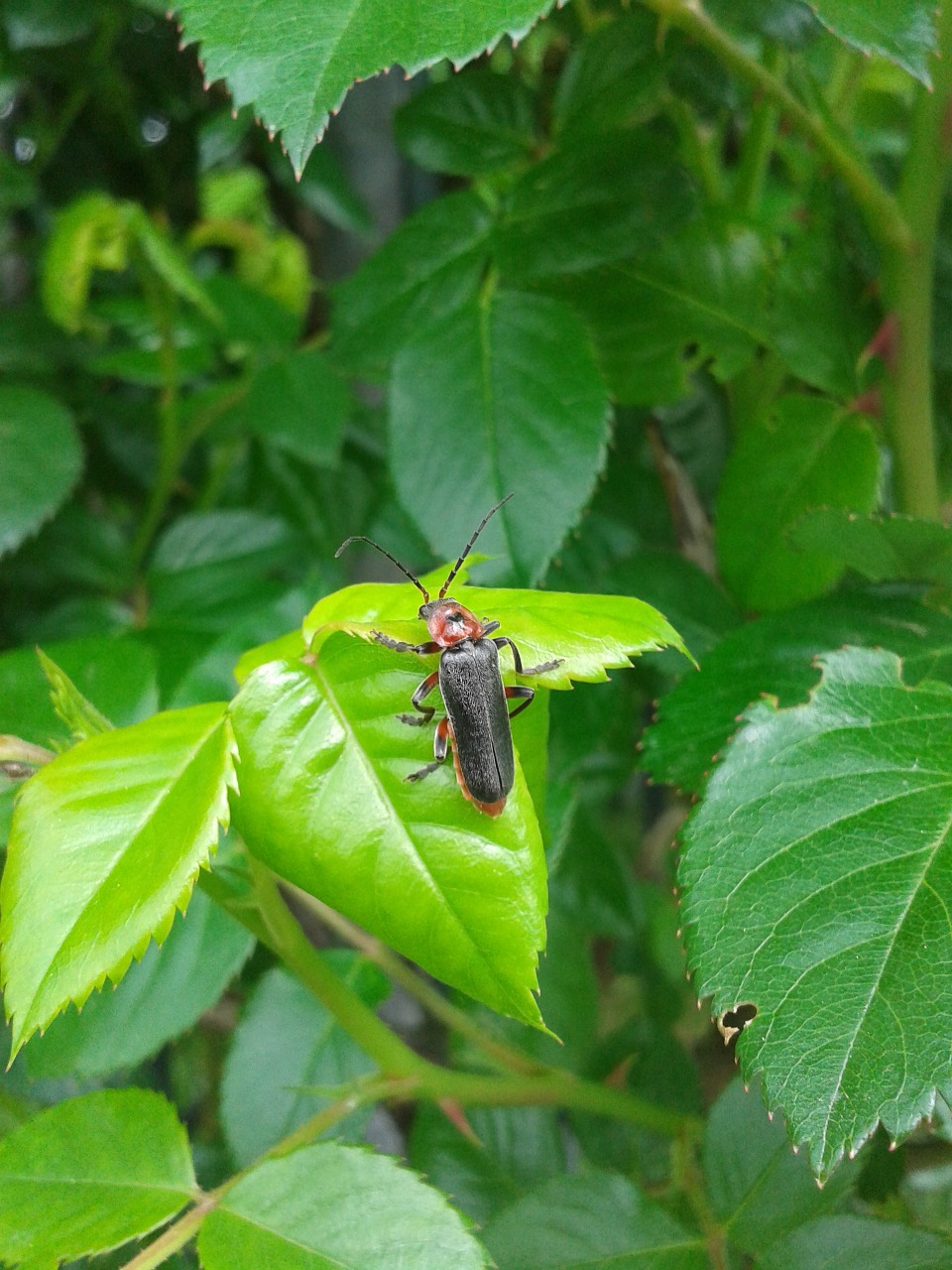 beetle leaf insect free photo