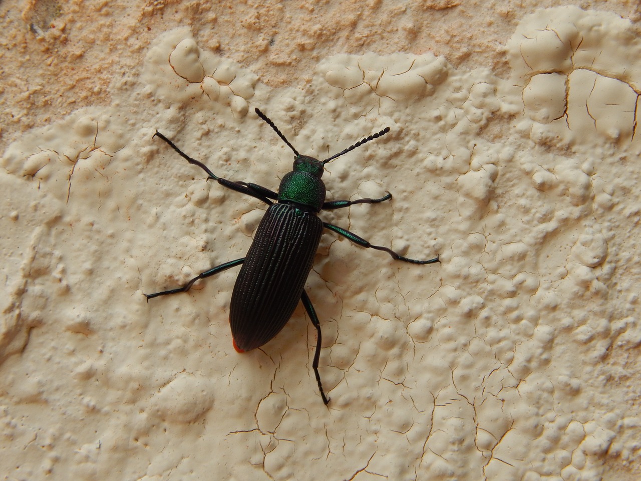 beetle tenebrídeo insect free photo