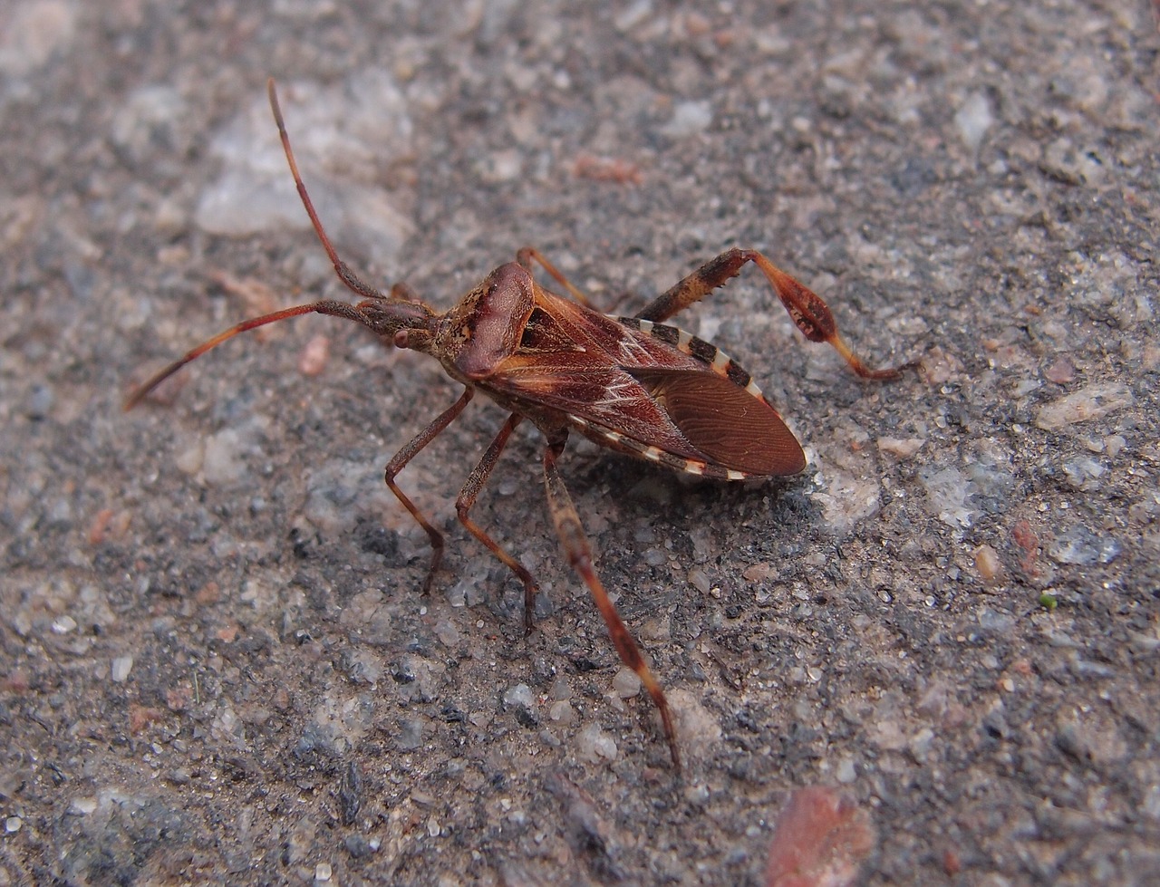 beetle insect macro free photo