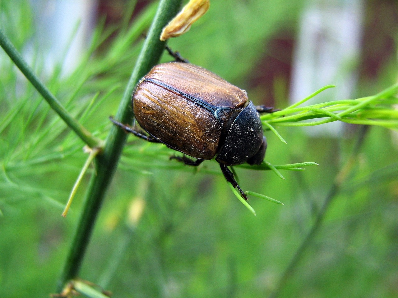 beetle worm insect free photo