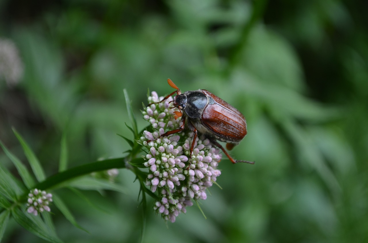 beetle plant green free photo