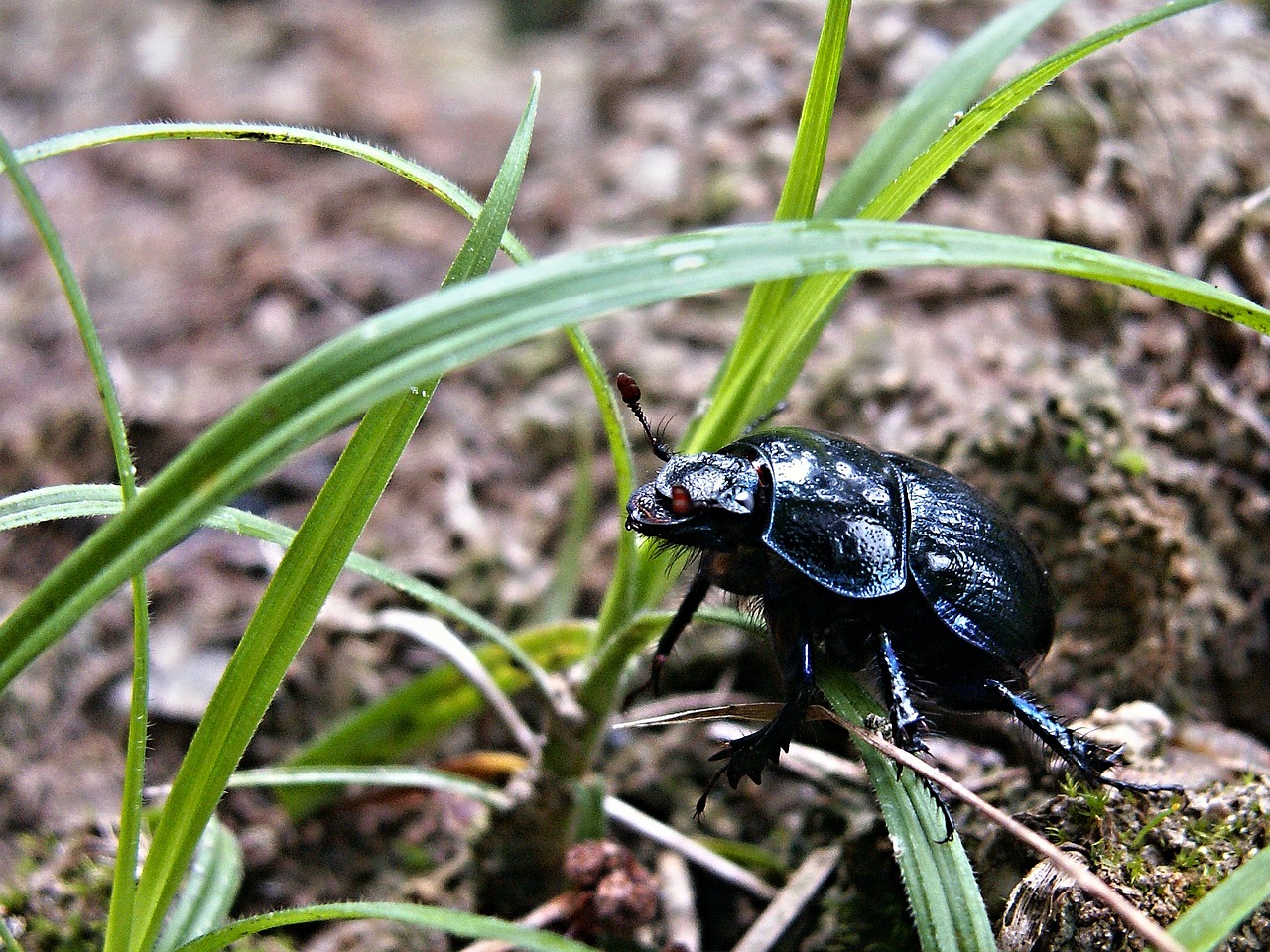 beetle macro black free photo