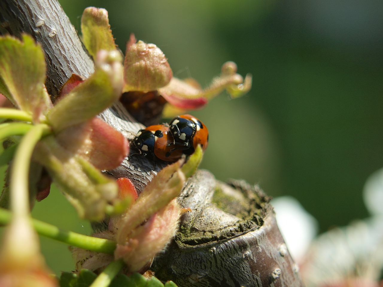 beetle ladybug luck free photo