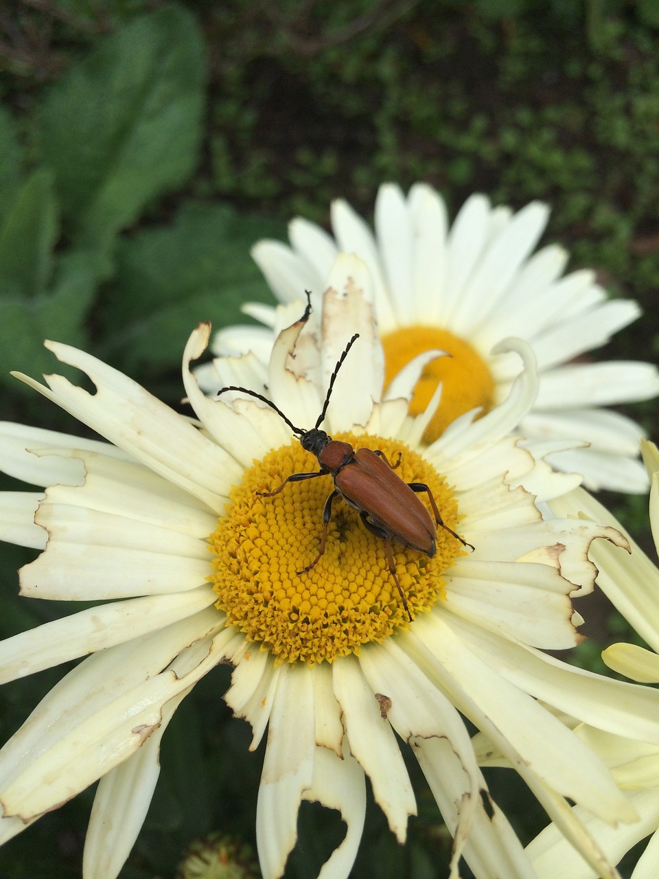 beetle blossom bloom free photo