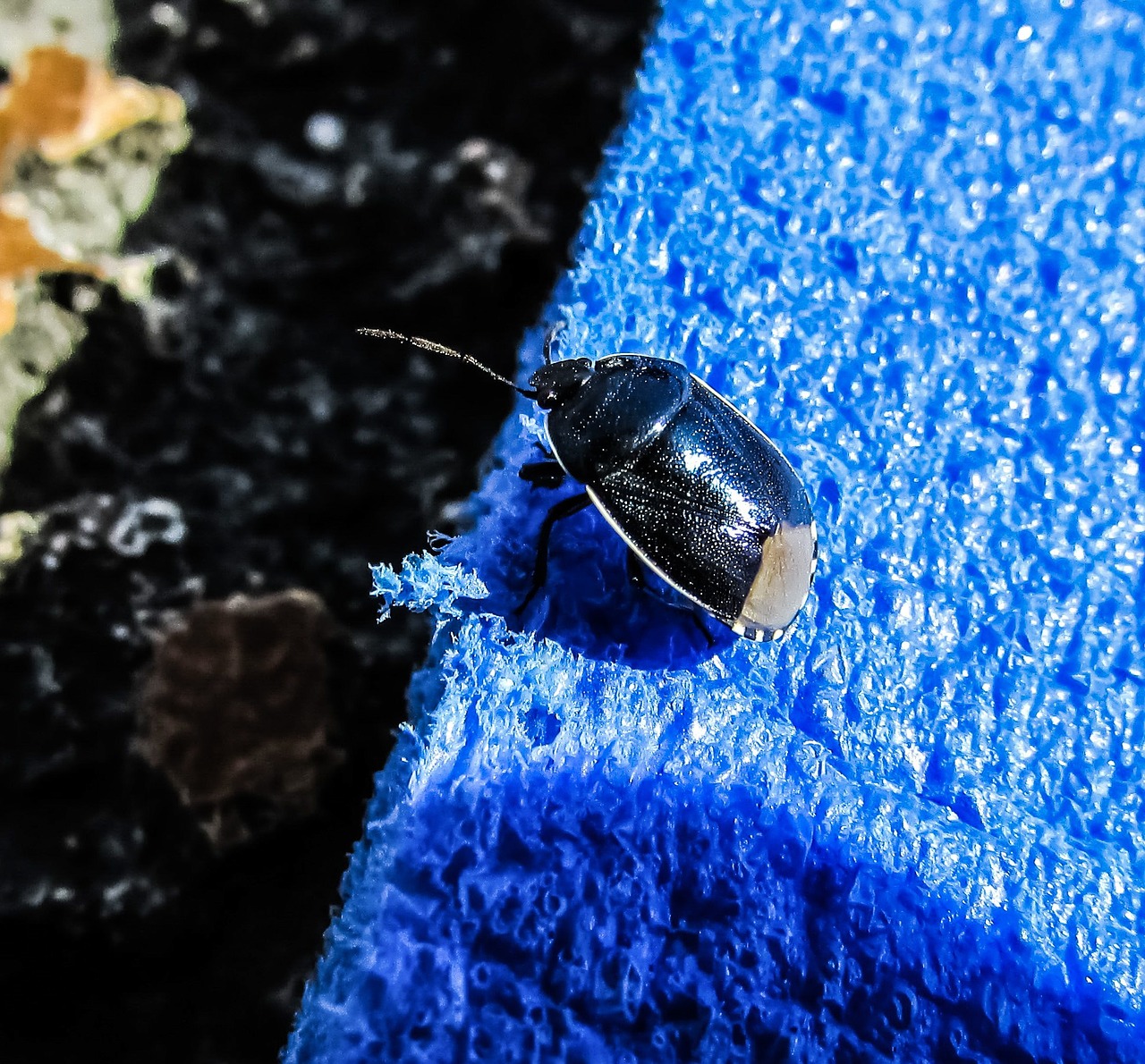 beetle blue colour free photo