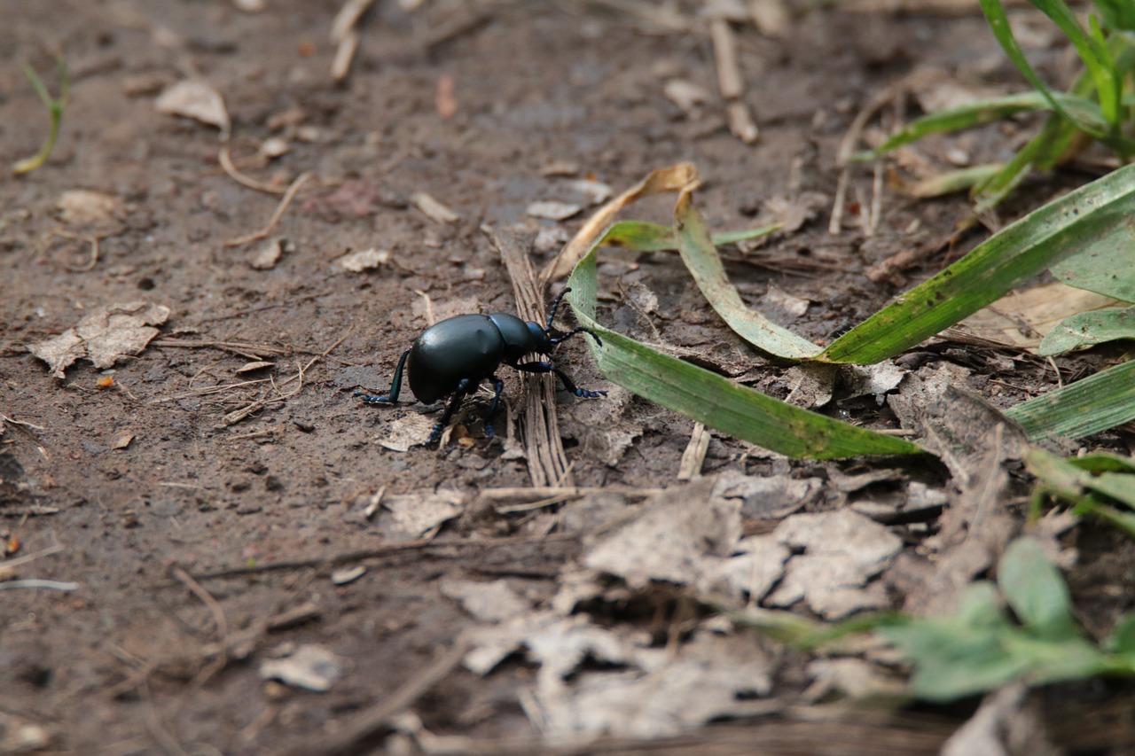 beetle insects nature free photo