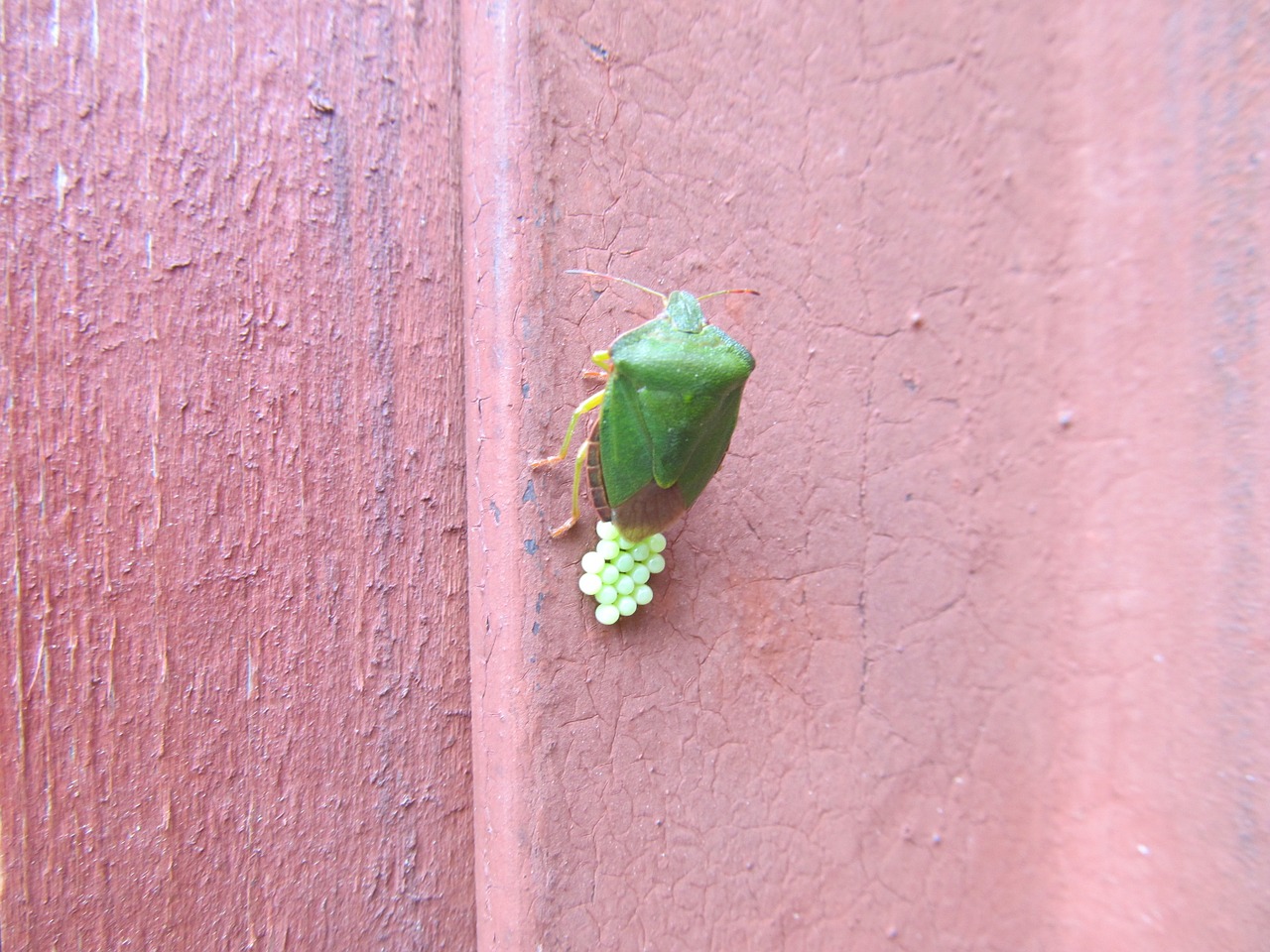 beetle insect macro free photo