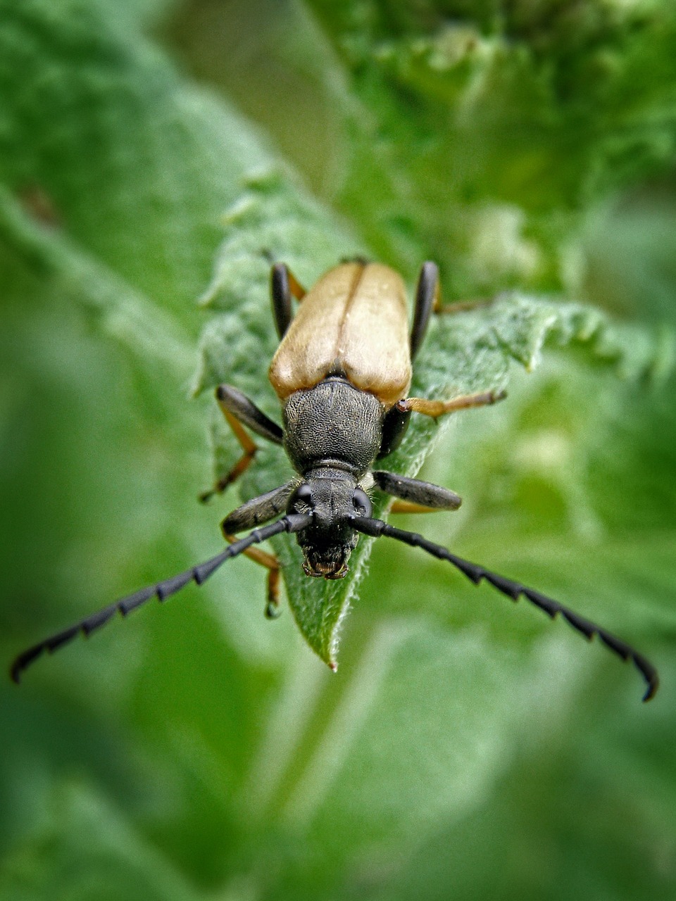 beetle insect nature free photo