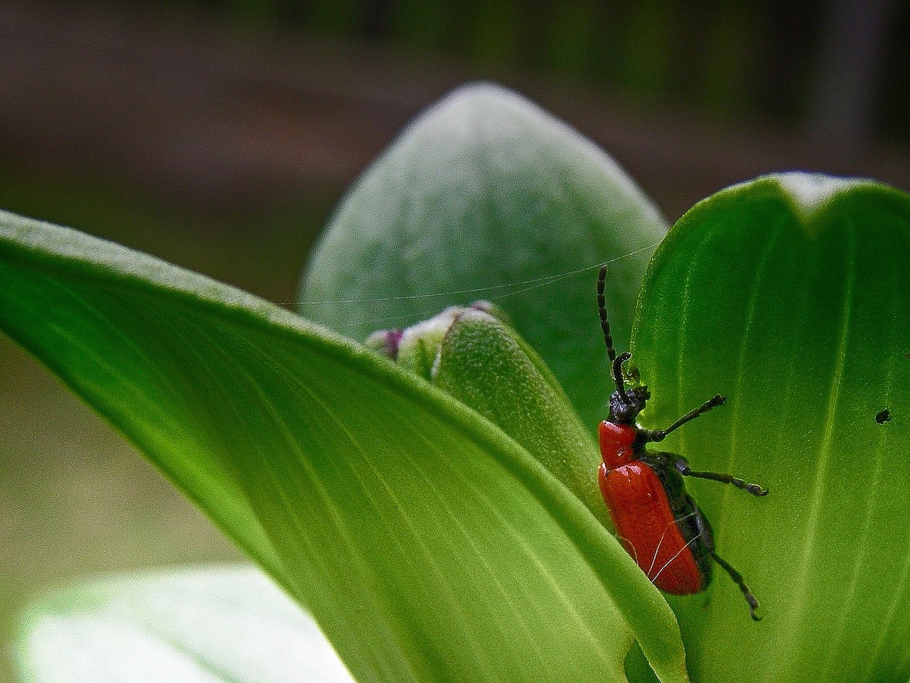 beetle insect spring free photo