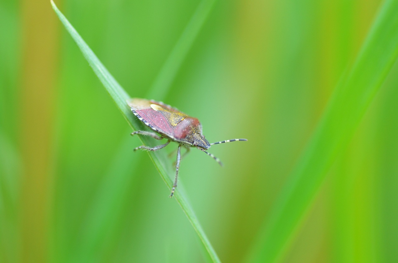 beetle bug green free photo