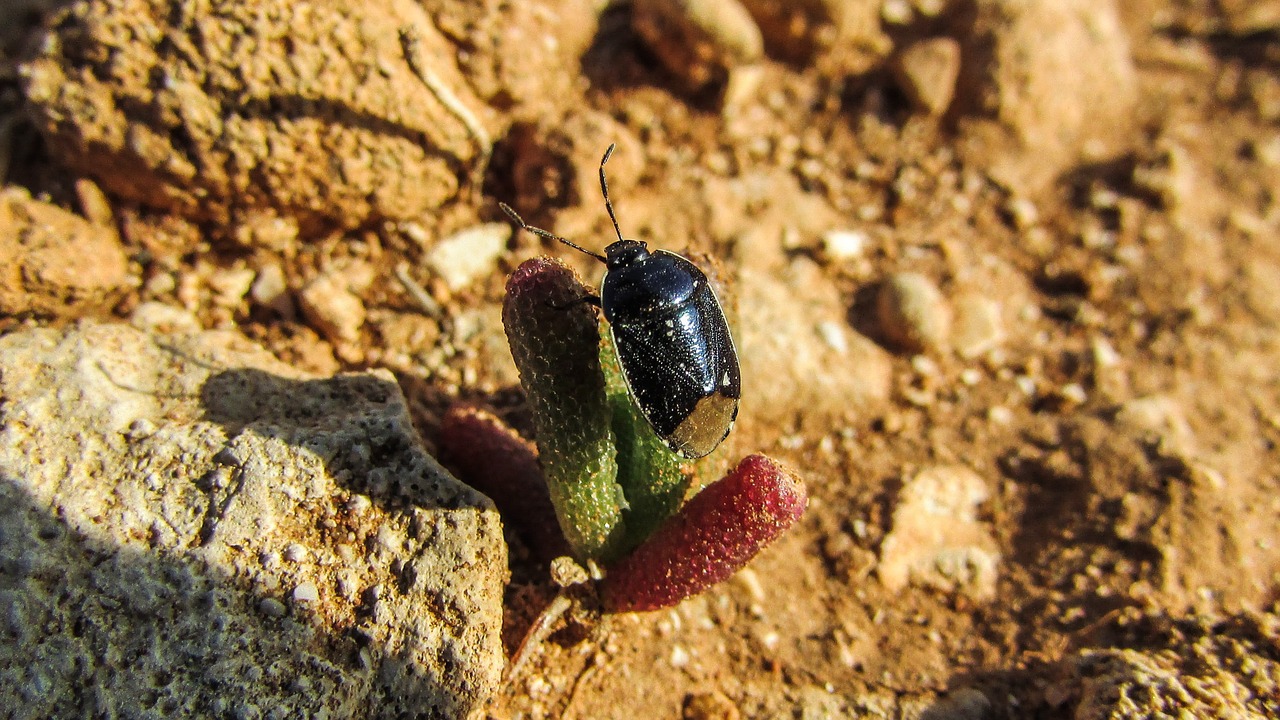 beetle insect animal free photo