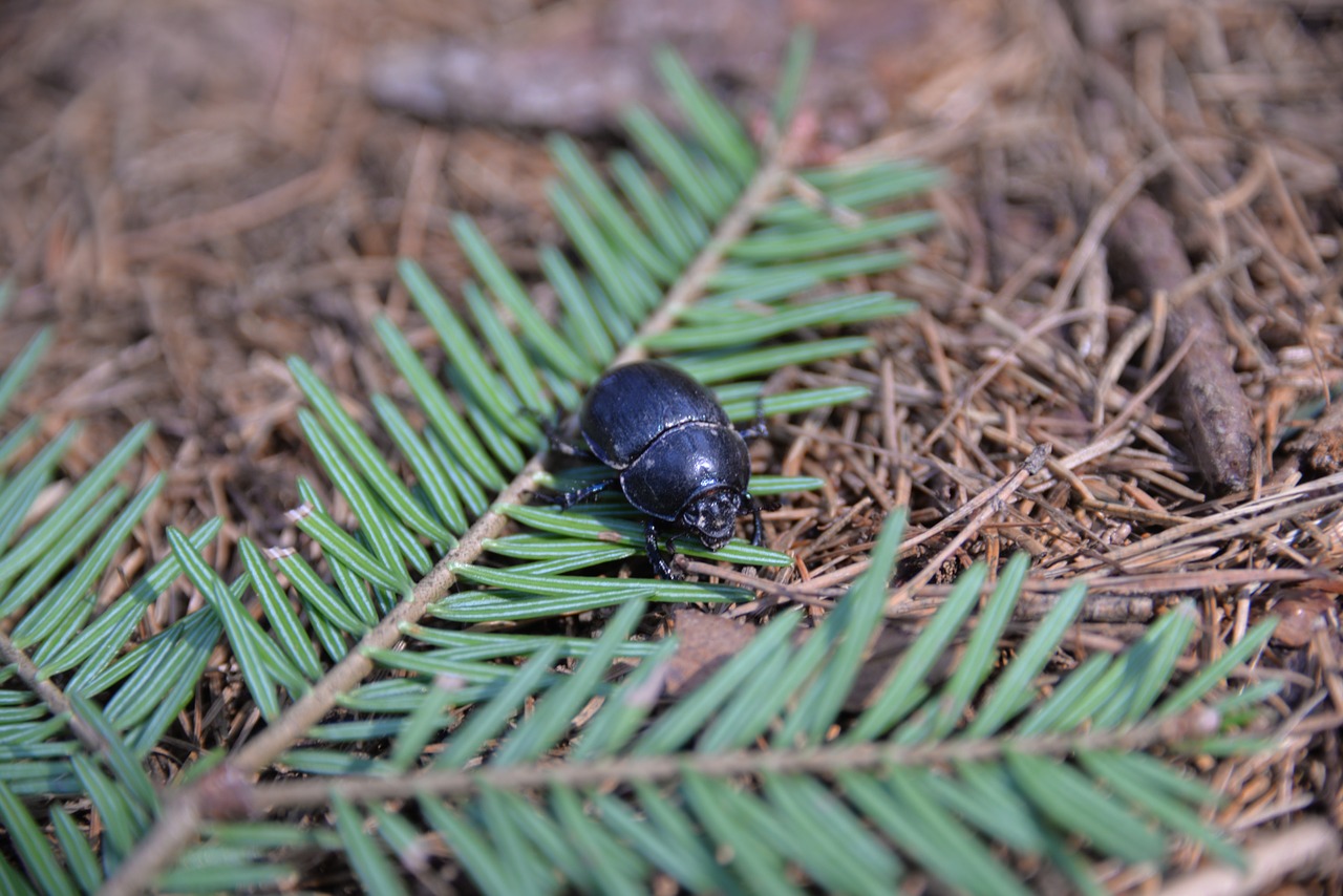 beetle dung beetle insect free photo