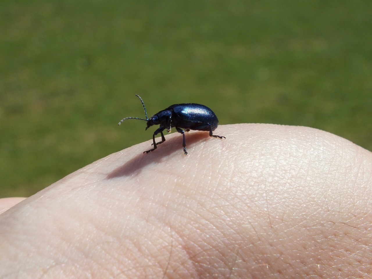 beetle blue insect free photo