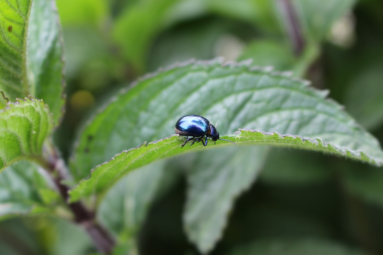 beetle mint insect free photo