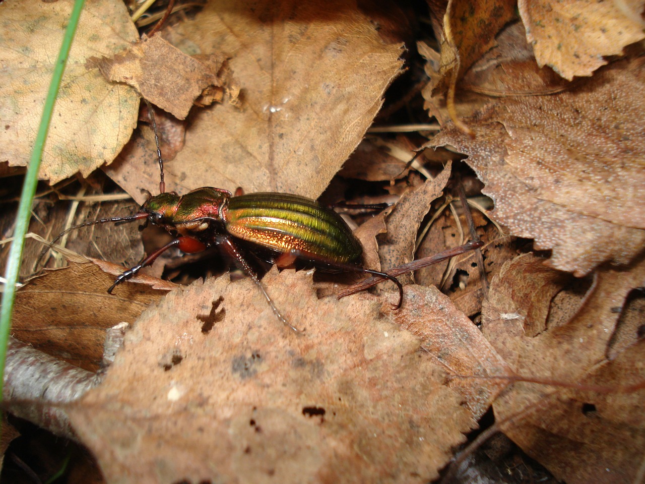 beetle forest krabbeltier free photo