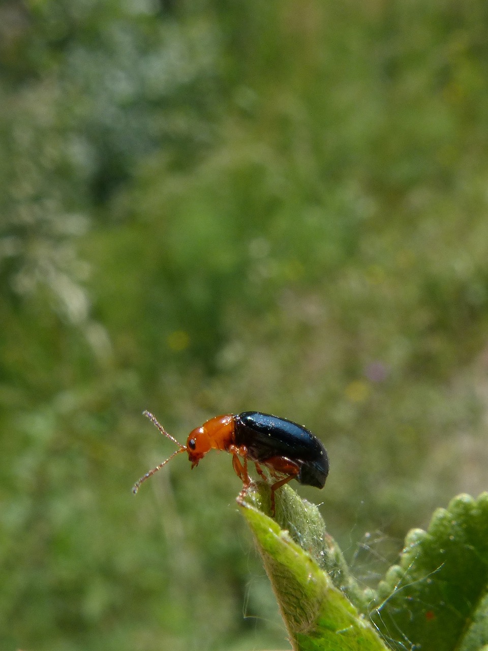 beetle coleoptera black and orange free photo