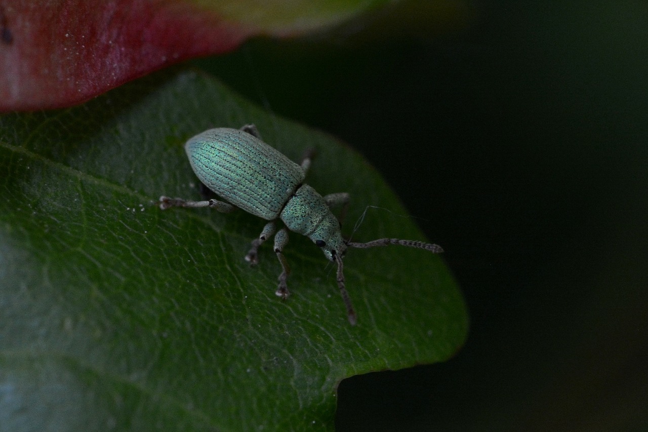 beetle insect green free photo