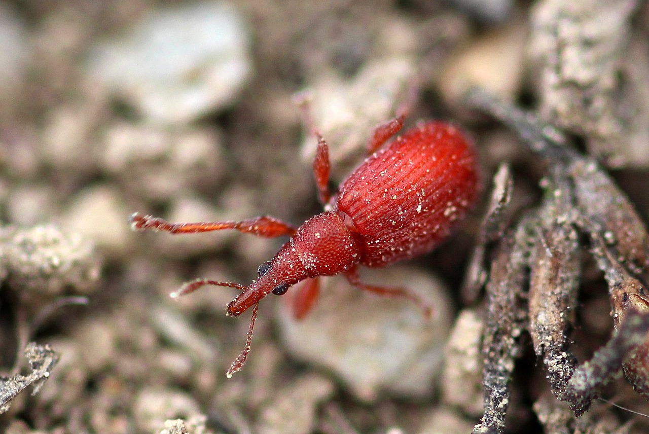 beetle small beetle sorrel-spitzmausrüssler free photo