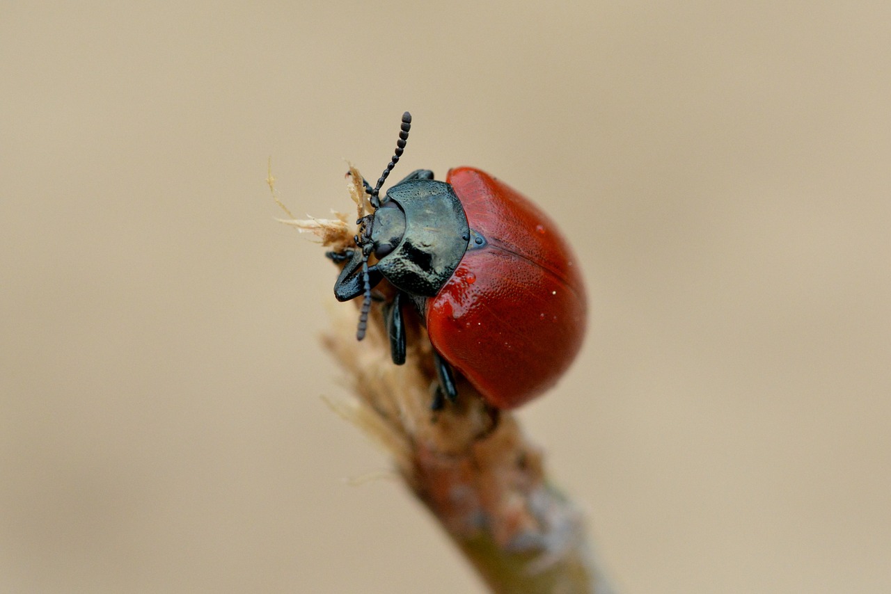 beetle red red beetle free photo