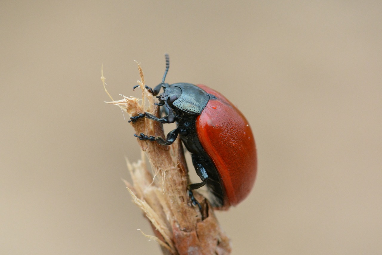 beetle red red beetle free photo