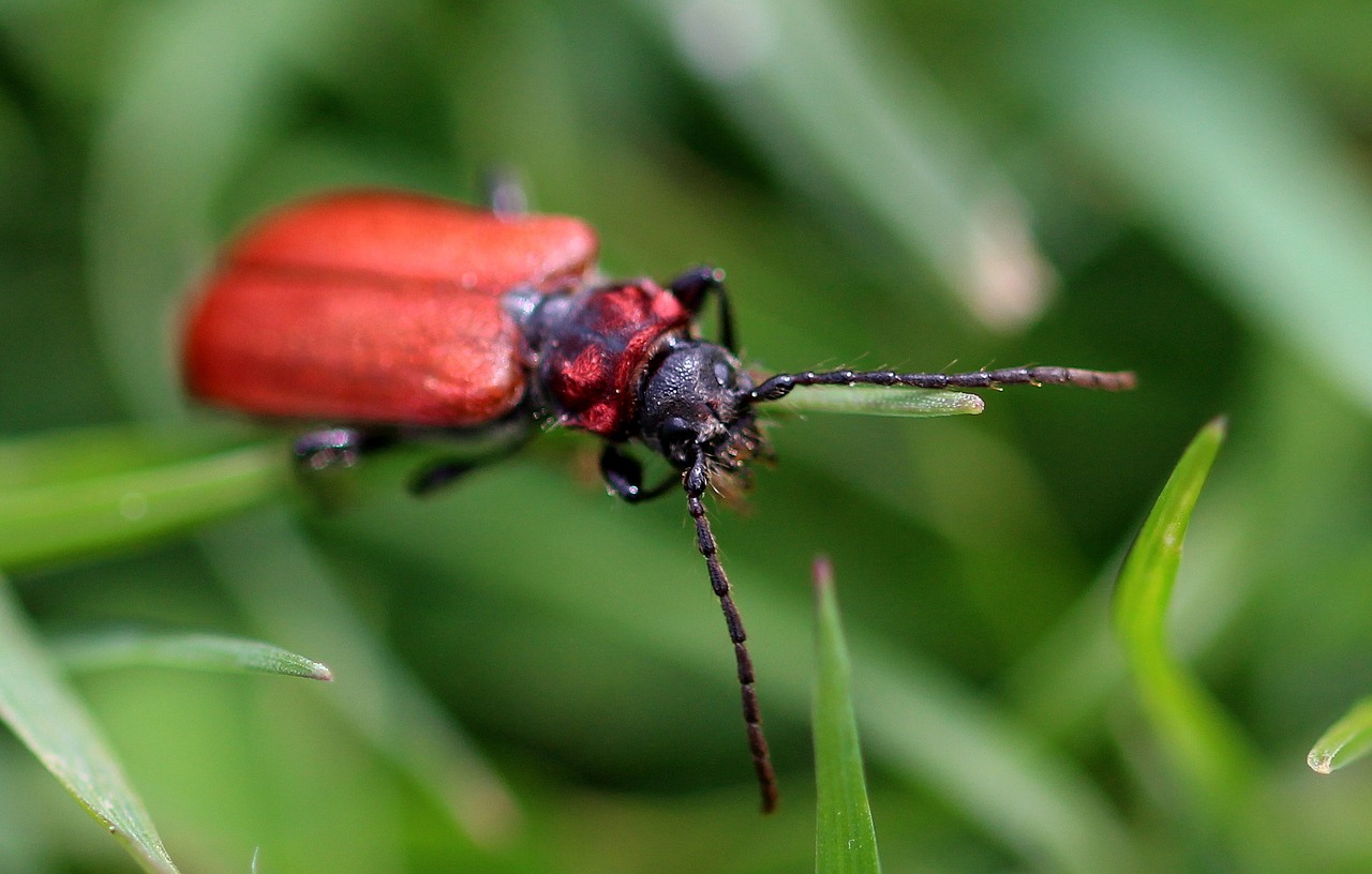 beetle longhorn beetle cerambycidae free photo