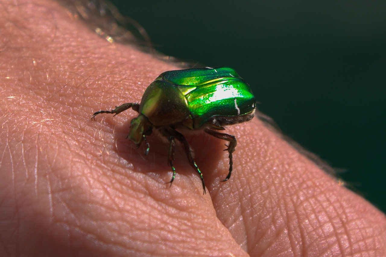 beetle green insect free photo