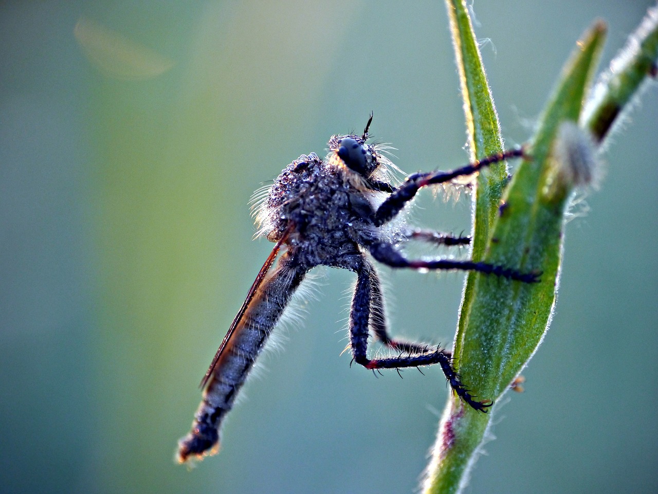 beetle grass macro free photo