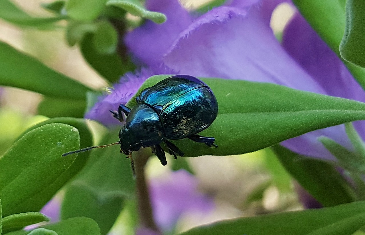 beetle blue milkweed beetle bug free photo