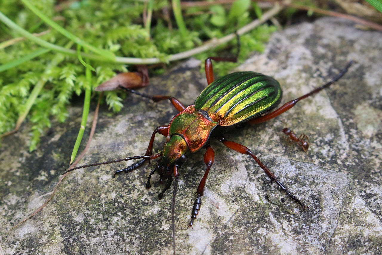 beetle nature stone free photo