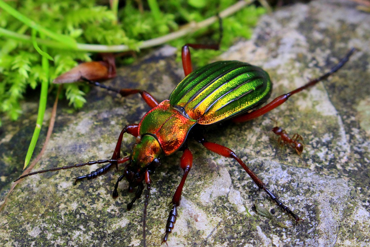 beetle nature insect free photo