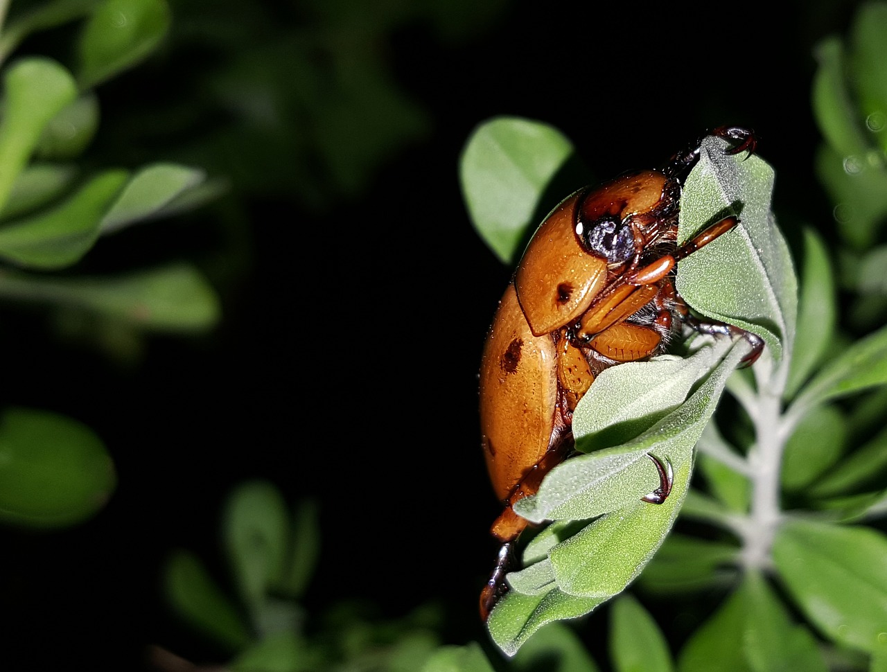 beetle grapevine beetle spotted june beetle free photo