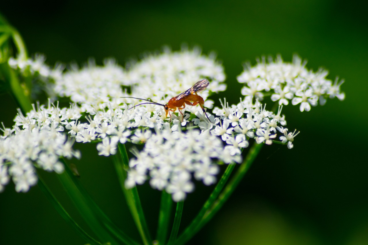 beetle white grassland plants free photo