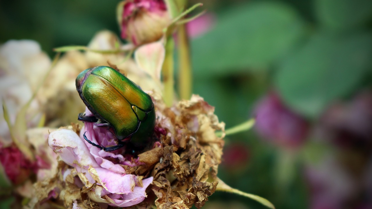 beetle citonia cetona free photo