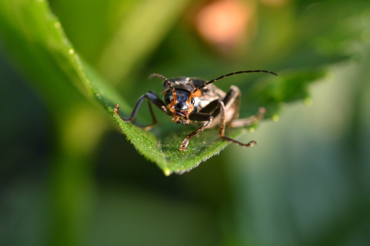 beetle close insect free photo