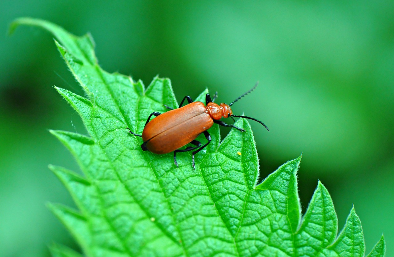 beetle insect antennae free photo