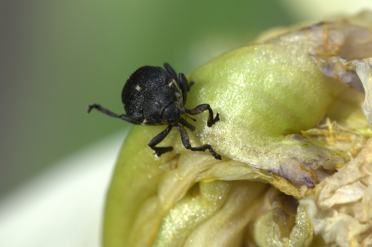 beetle insect macro free photo