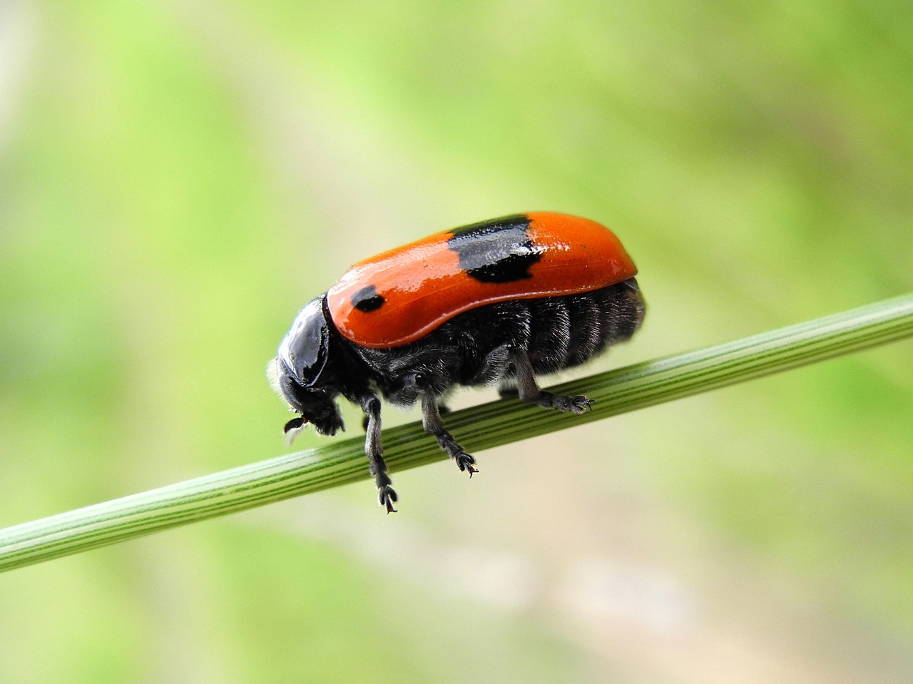 beetle grass nature free photo