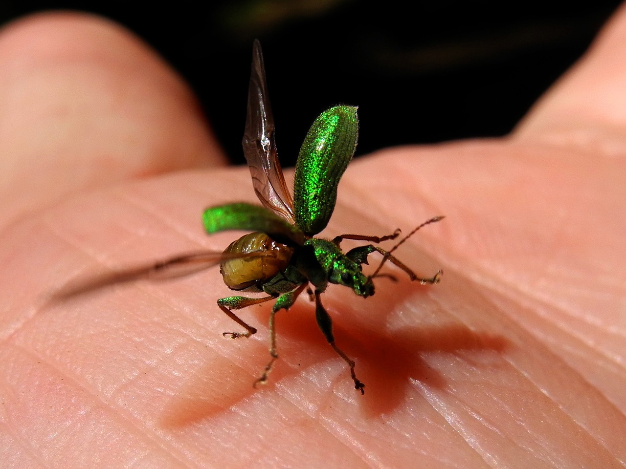 beetle elytra green free photo