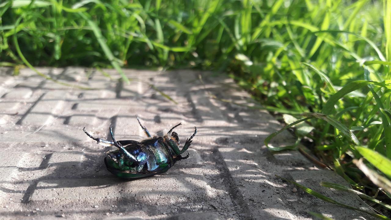 beetle chafer green free photo
