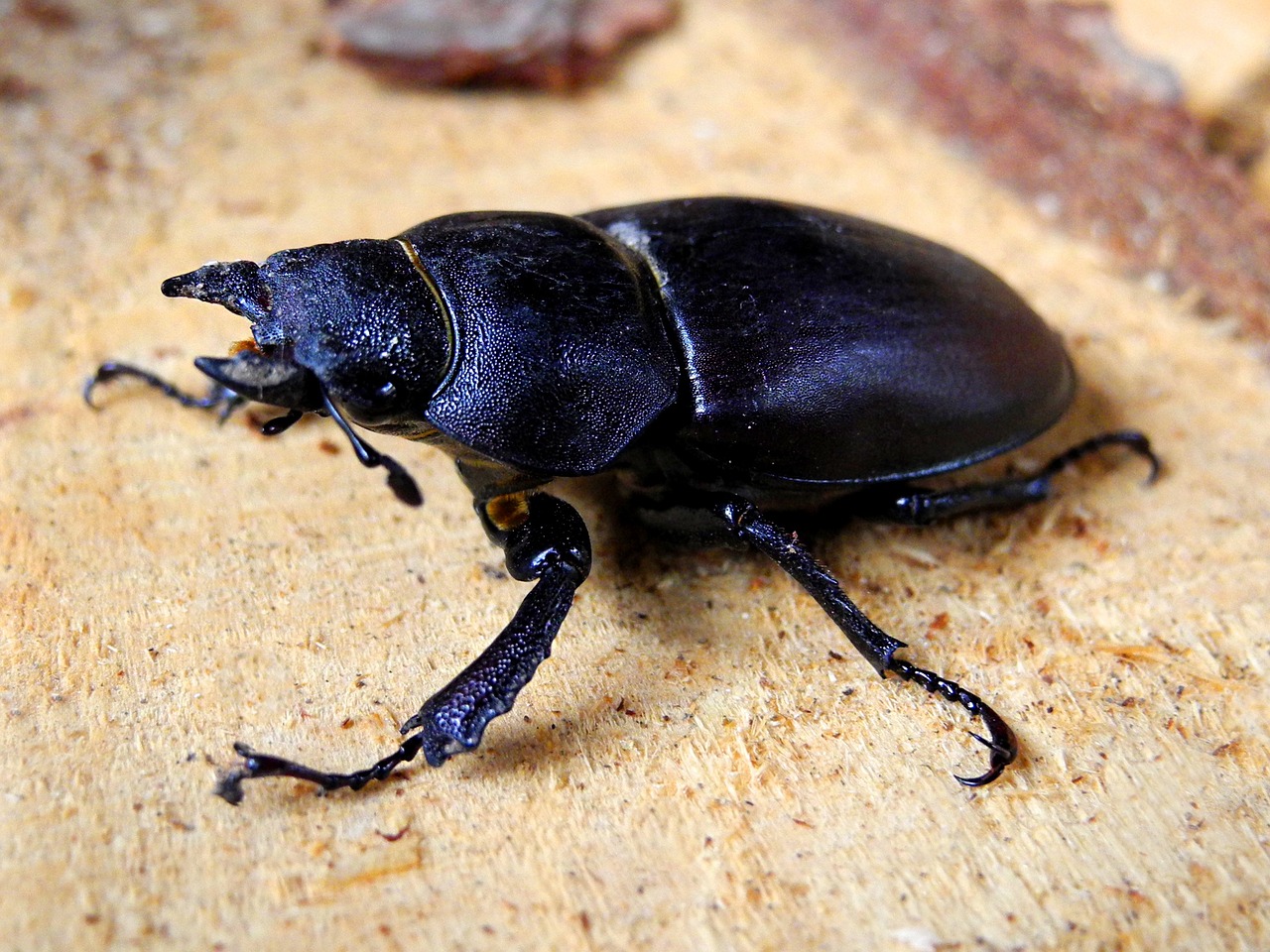 beetle roháč female free photo
