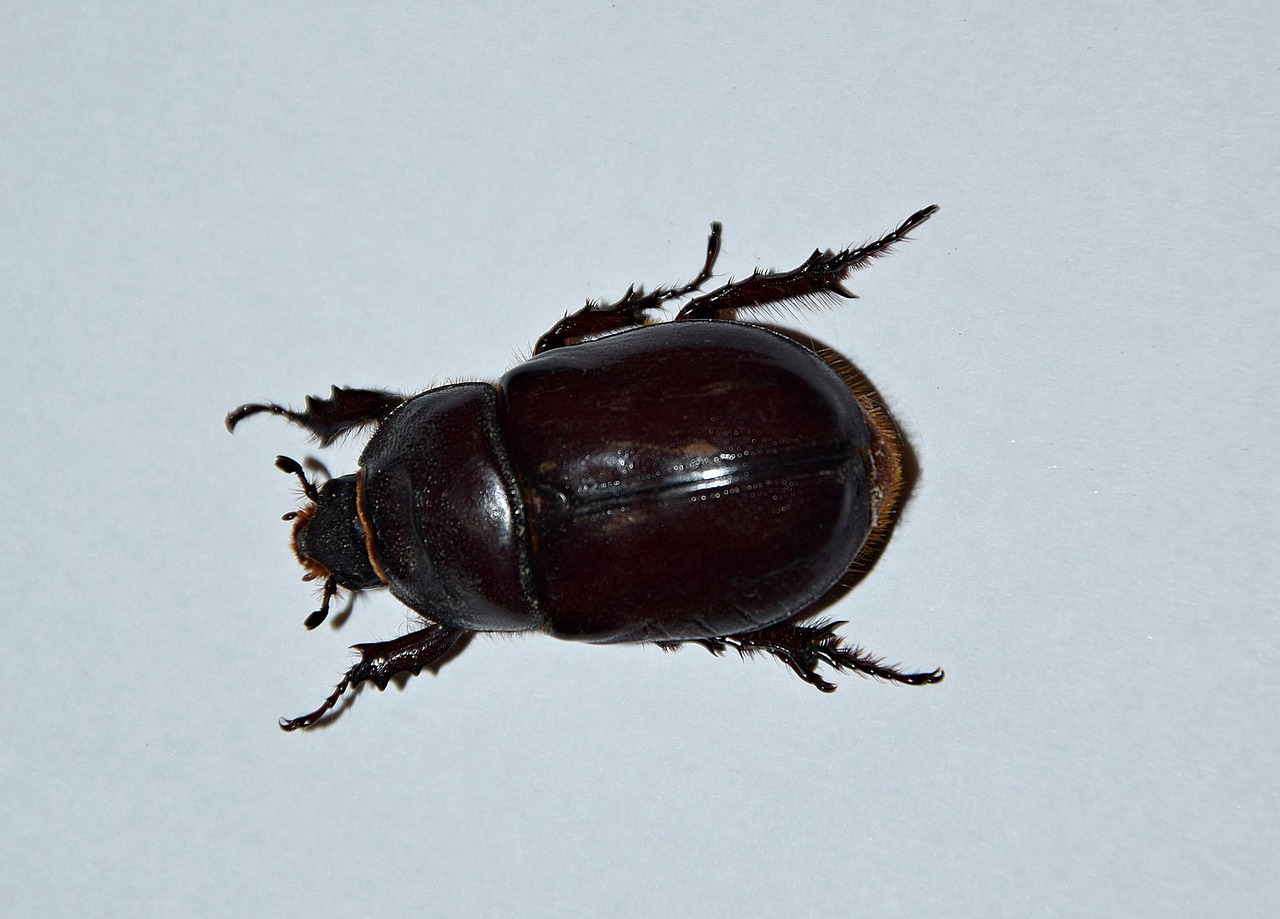 beetle macro insect free photo