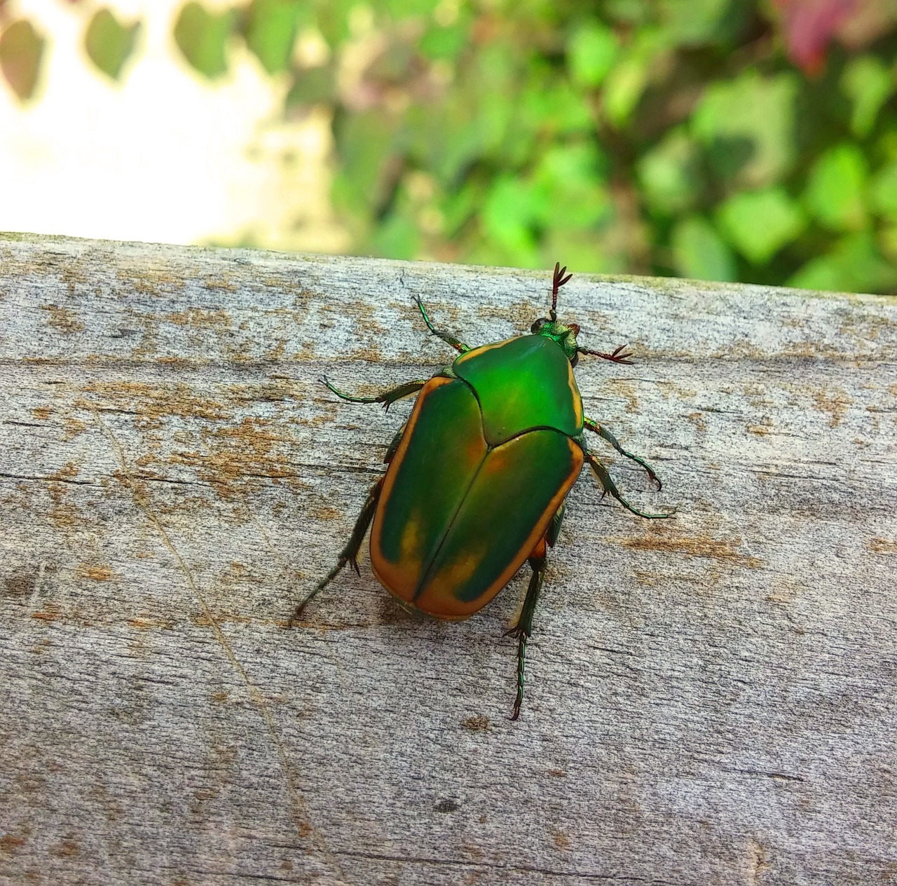 beetle figeater beetle green fruit beetle free photo