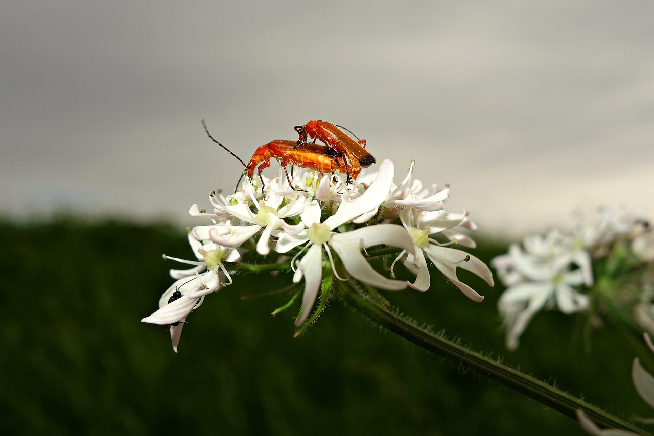 beetle insect bug free photo