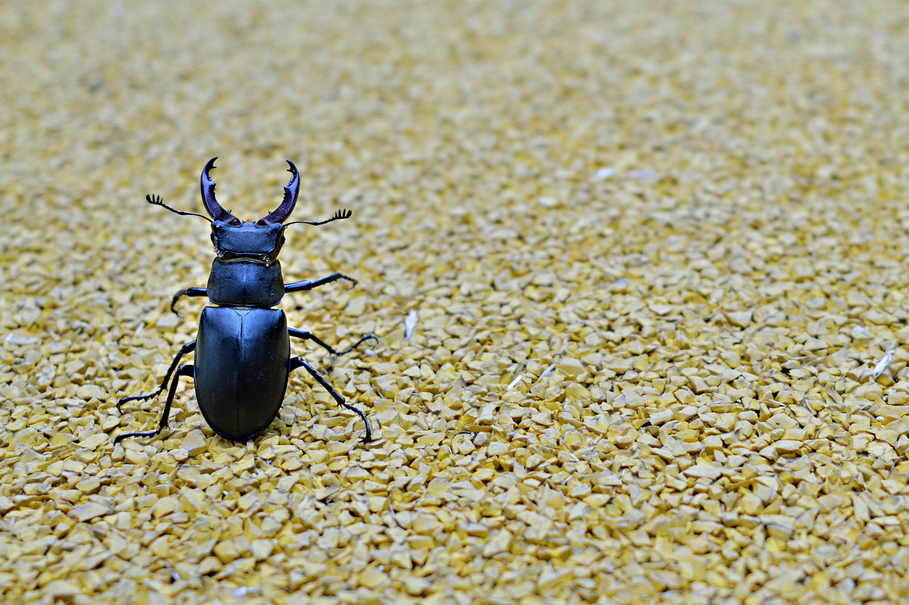 beetle stag beetle minimal free photo