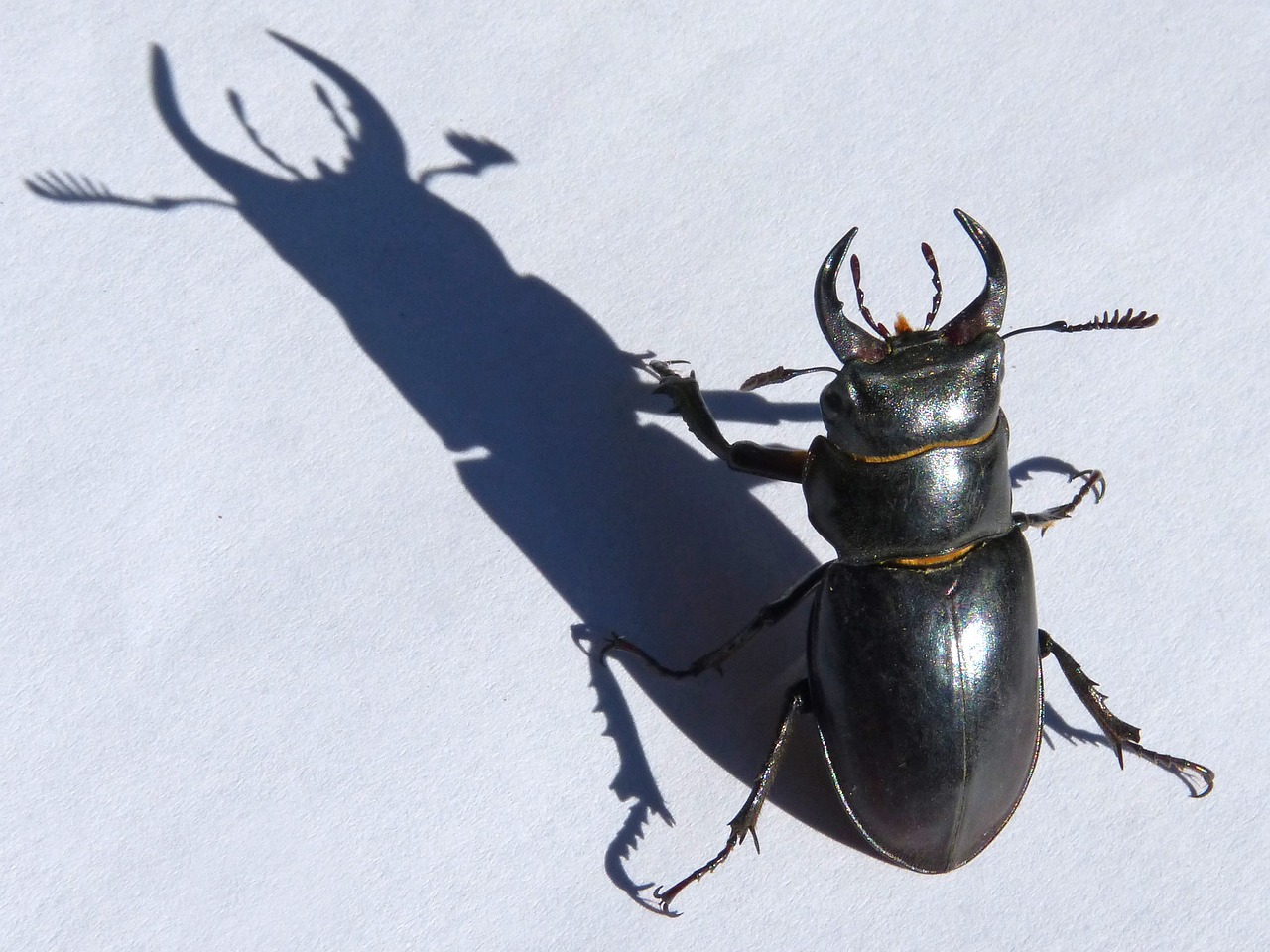 beetle lucanus cervus stag-beetle free photo